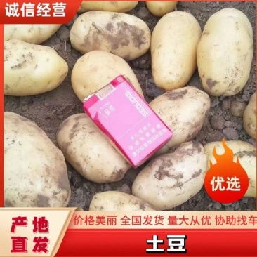 [实力]黄心土豆价格美丽一手货源