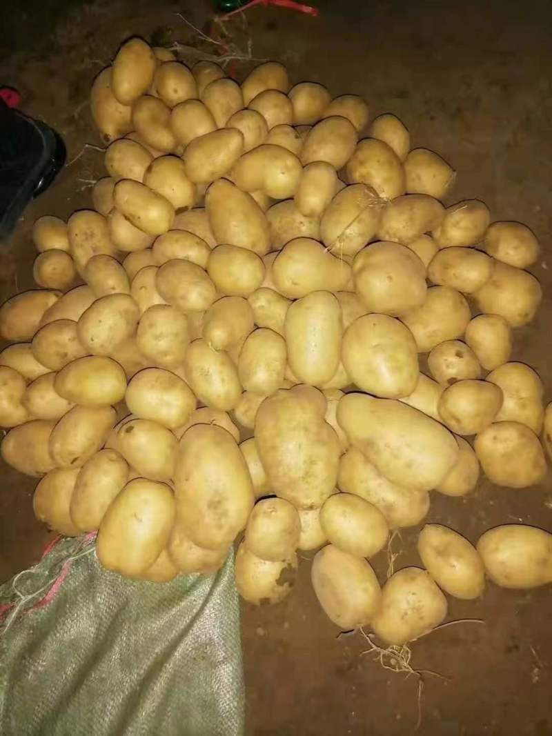 [实力]黄心土豆价格美丽一手货源