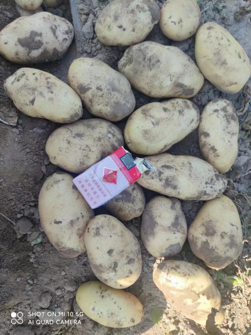 [实力]黄心土豆价格美丽一手货源
