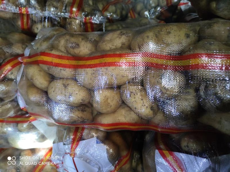 [实力]黄心土豆价格美丽一手货源