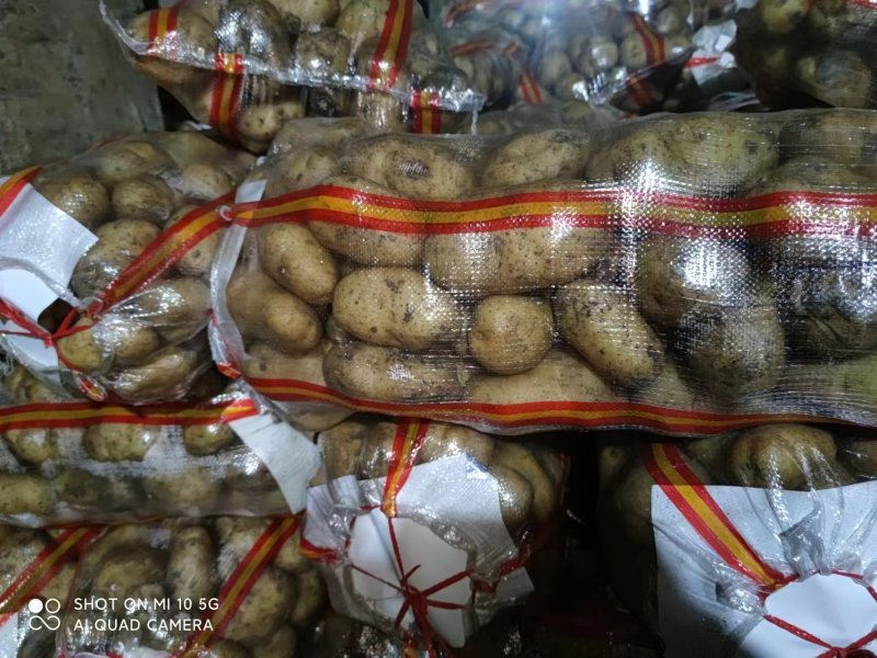 [实力]黄心土豆价格美丽一手货源
