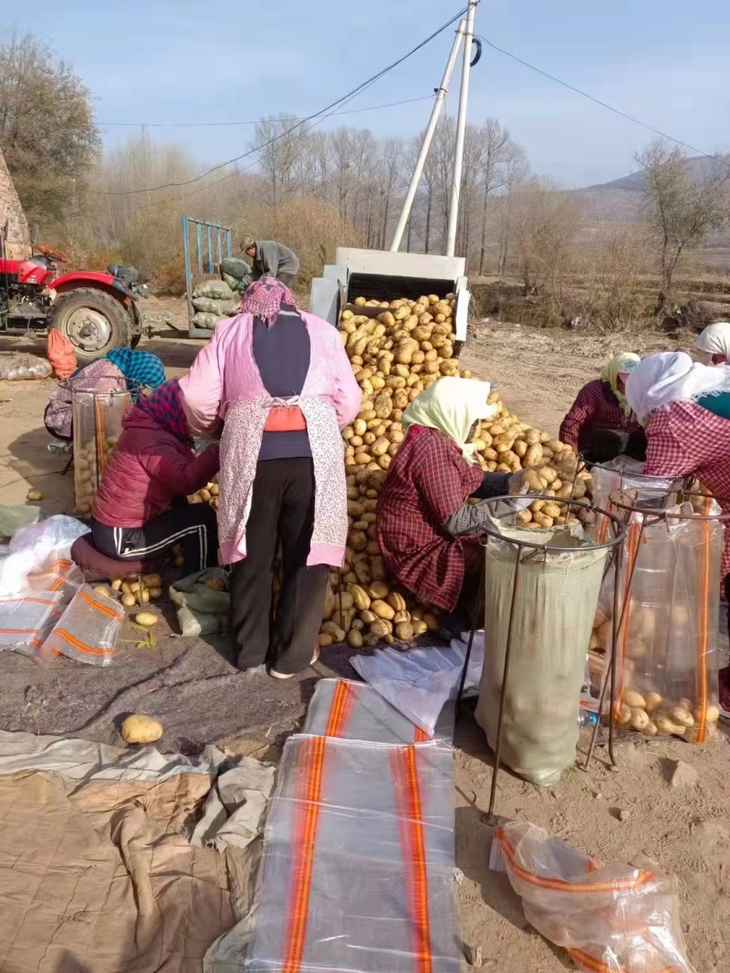 [实力]黄心土豆价格美丽一手货源