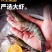 黑虎虾特大号新鲜超大无冰衣海水大对虾活虾速冻