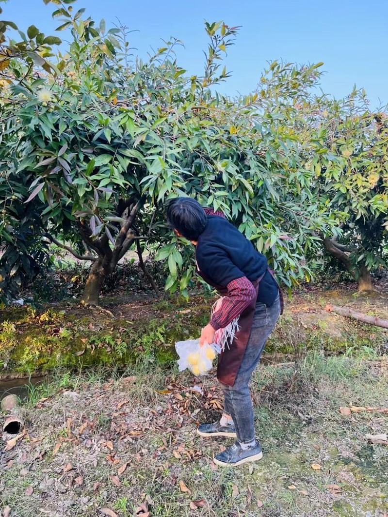 小时候的水蒲桃玫瑰香气清甜爽口