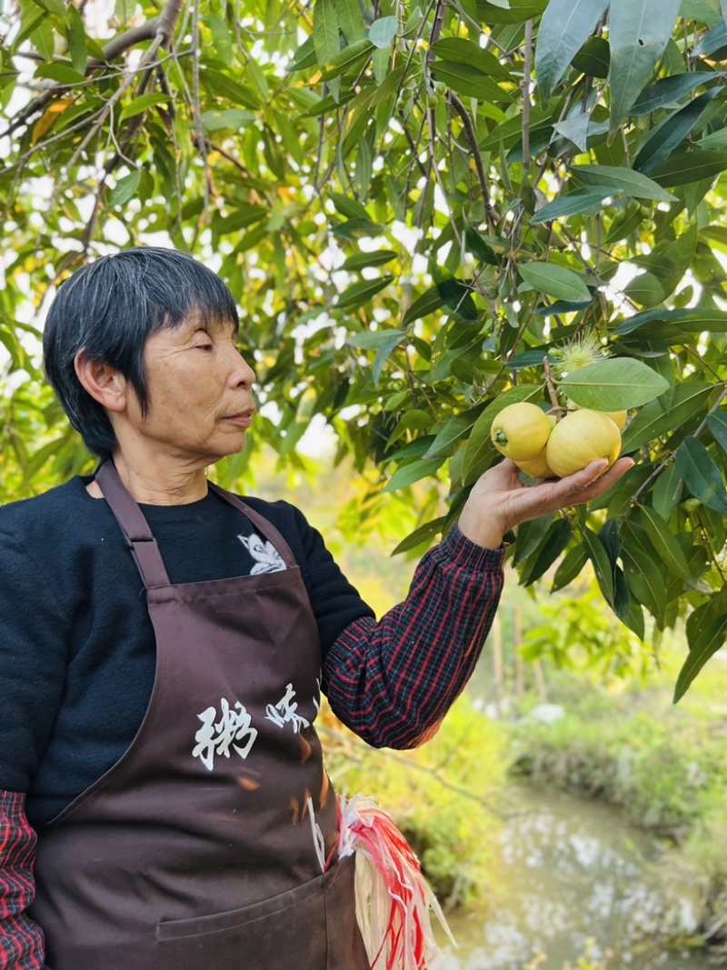 小时候的水蒲桃玫瑰香气清甜爽口