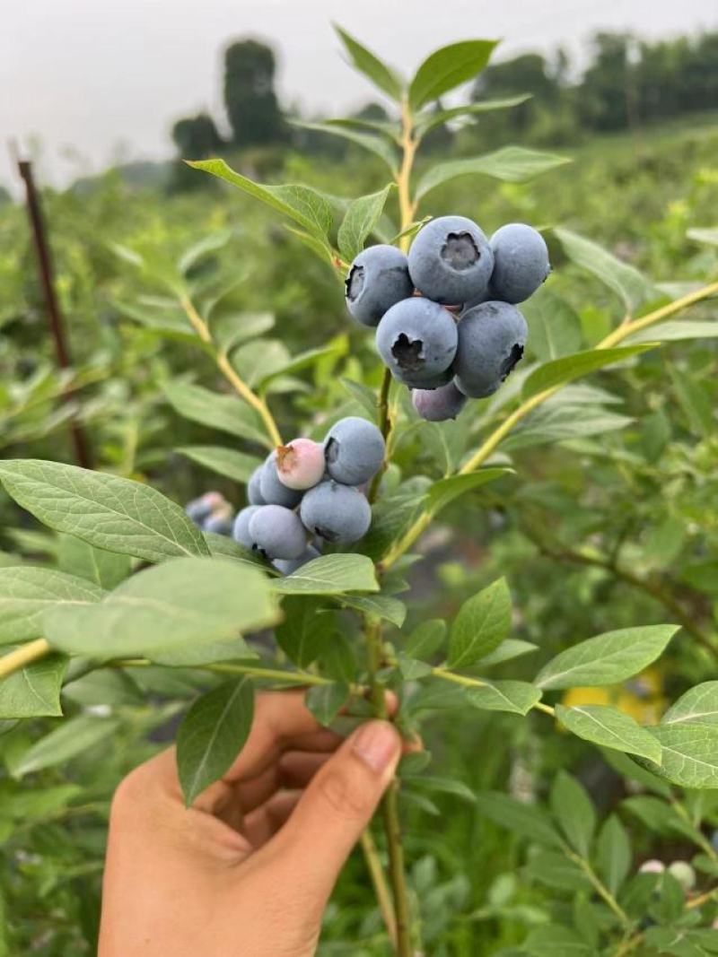 蓝莓莱克西蓝莓个头均匀现摘现发电商平台商超团购