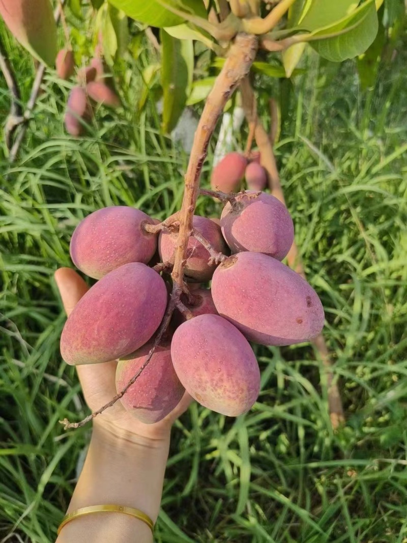 贵妃芒隆阳芒果专业代发团队走货省心便利支持电商供