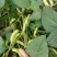 毛豆