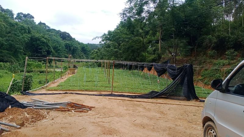 【推荐】三叉苦种苗，基地货源，可视频看货，量多价优