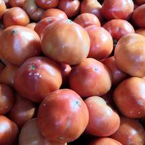 本地自家种番茄，翻砂，自然熟，批发价