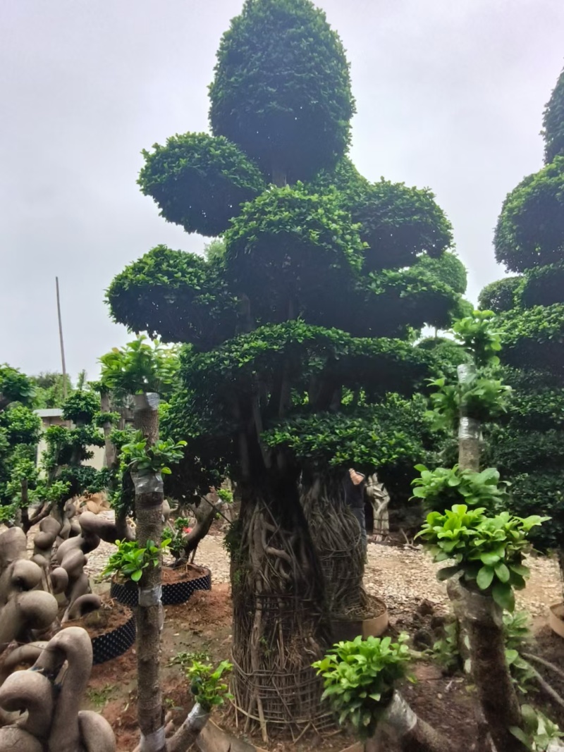 造型榕树，大量有货，品质优良，欢迎各位老板咨询采购