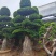 造型榕树，大量有货，品质优良，欢迎各位老板咨询采购