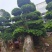 造型榕树，大量有货，品质优良，欢迎各位老板咨询采购