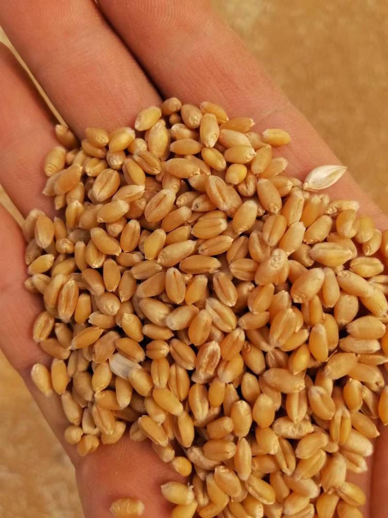 【实力商家】河南小麦产量大优质小麦颗颗饱满价格随行就市