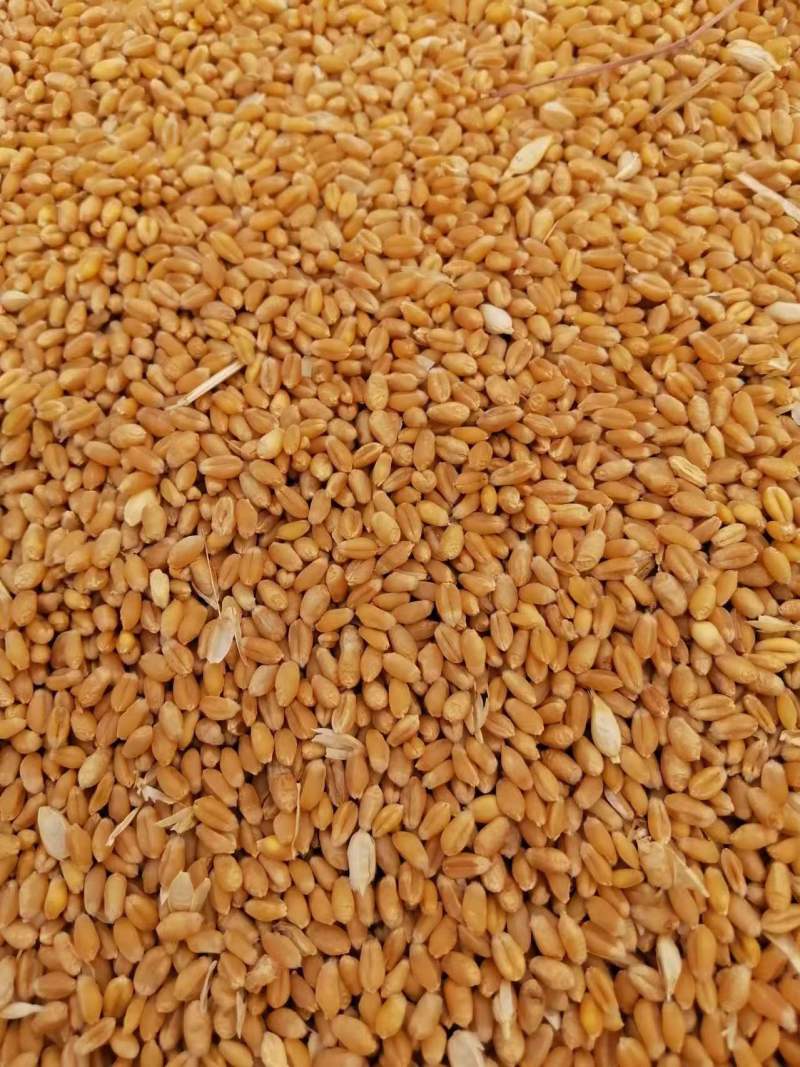 【实力商家】河南小麦产量大优质小麦颗颗饱满价格随行就市