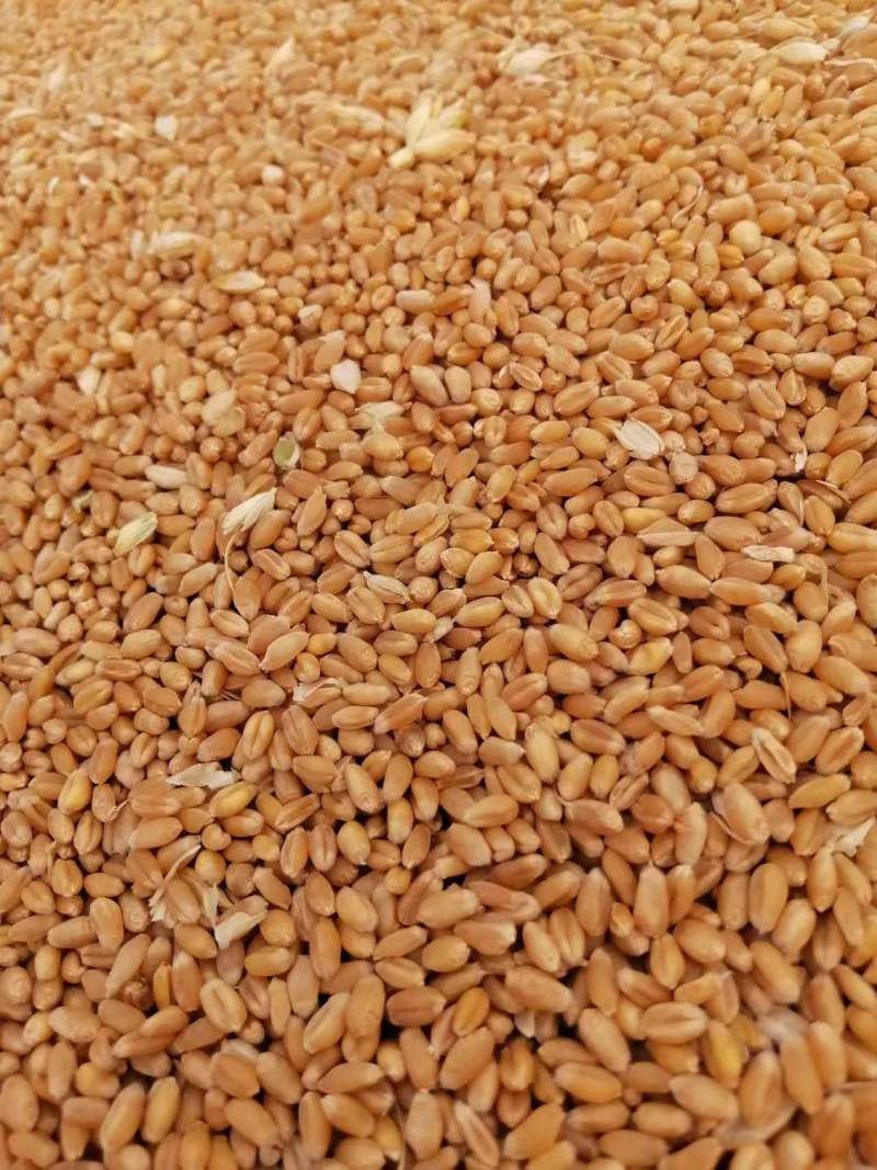 【实力商家】河南小麦产量大优质小麦颗颗饱满价格随行就市