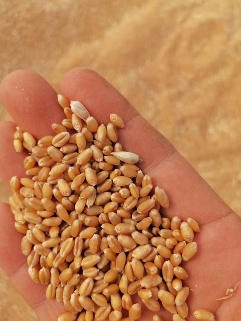 【实力商家】河南小麦产量大优质小麦颗颗饱满价格随行就市