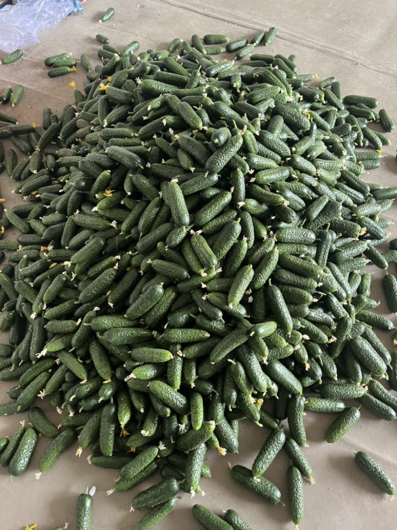 玛莎水果黄瓜