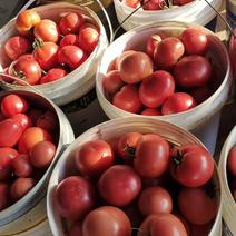 水果西红柿普罗旺斯水果西红柿，自然成熟，蜜蜂授粉，