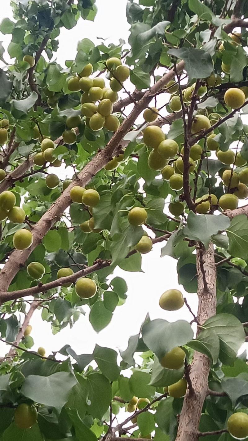 新疆小白杏一件代发新鲜当季水果轮台库车特产甜杏子落地配