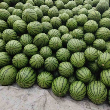 全美2k礼品西瓜，奶油吊瓜，二茬，10万斤