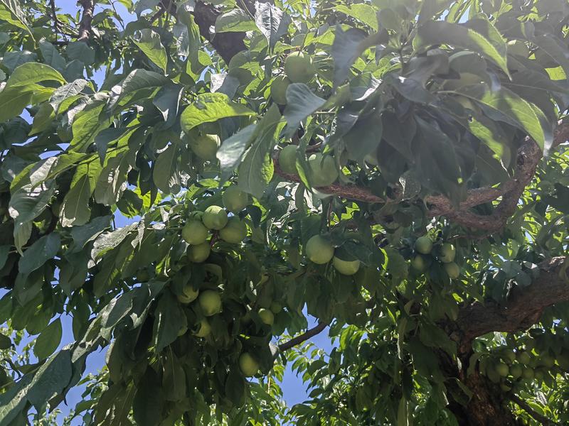 青李子芙蓉李子大量供应黑宝石黑琥珀布朗青果脯腌制加工厂用