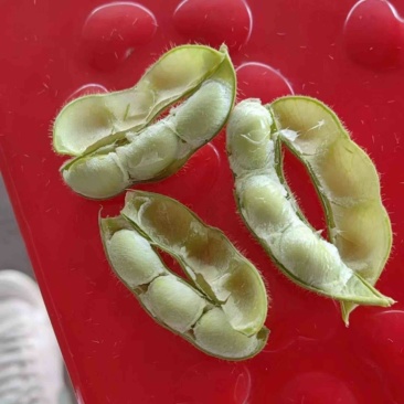 毛豆