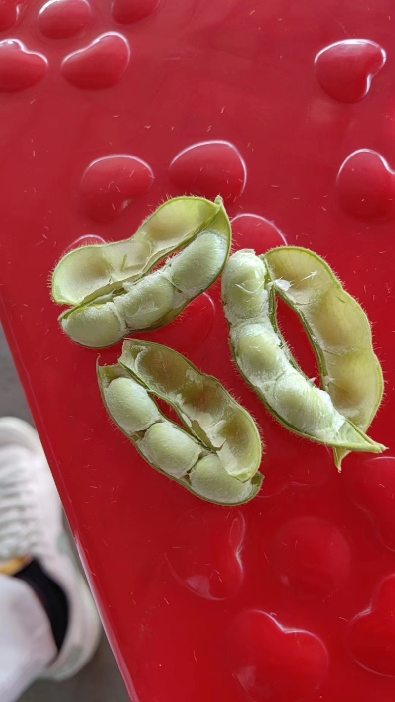 毛豆