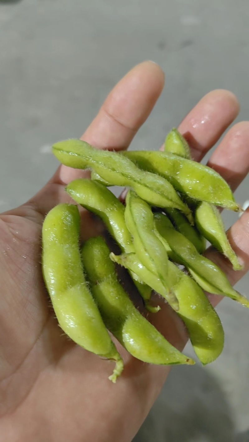 毛豆