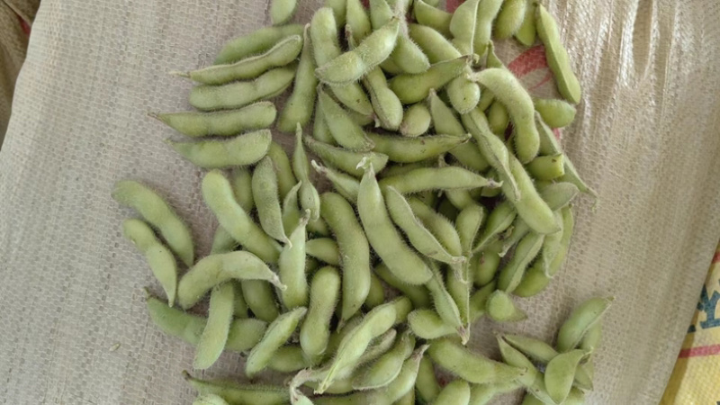 毛豆