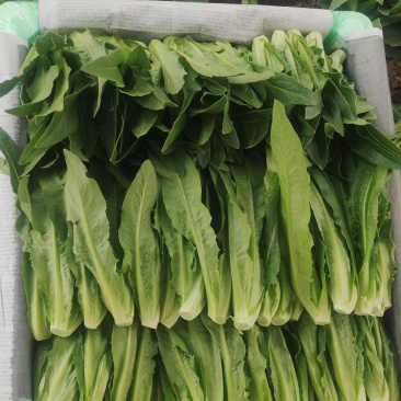 苗菜小油麦菜品质好香甜可口