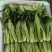 苗菜小油麦菜品质好香甜可口