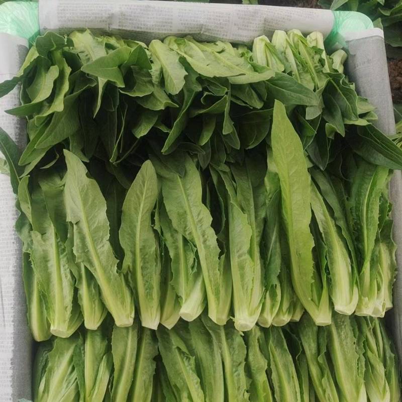 苗菜小油麦菜品质好香甜可口