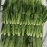 苗菜小油麦菜品质好香甜可口