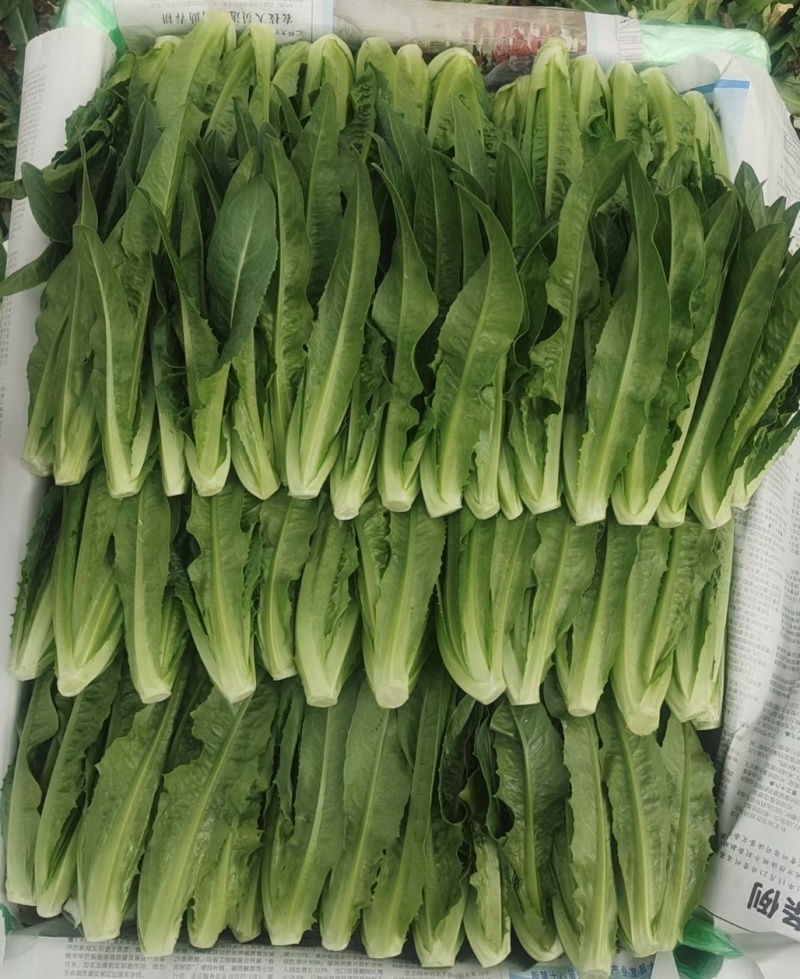 苗菜小油麦菜品质好香甜可口