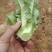 苗菜小油麦菜品质好香甜可口