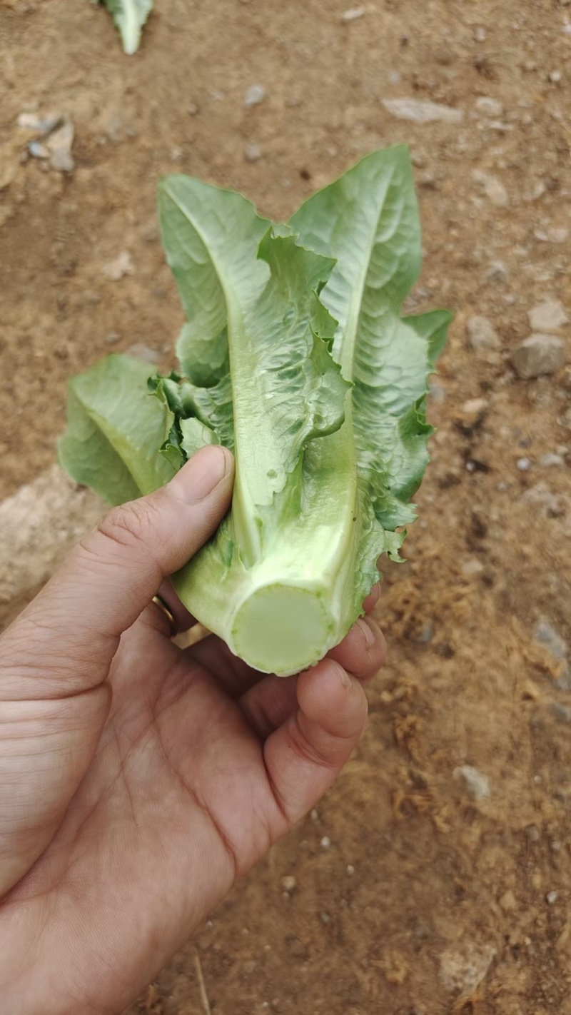 苗菜小油麦菜品质好香甜可口