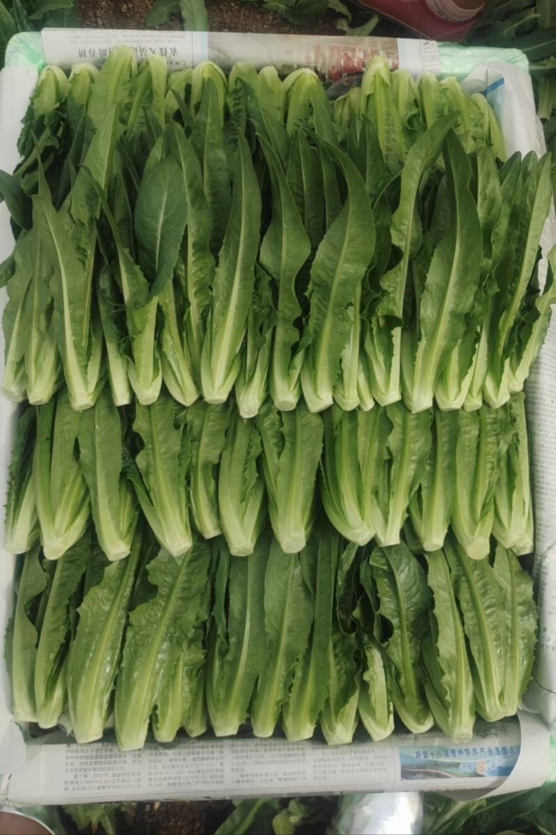 苗菜小油麦菜品质好香甜可口