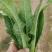 苗菜小油麦菜品质好香甜可口