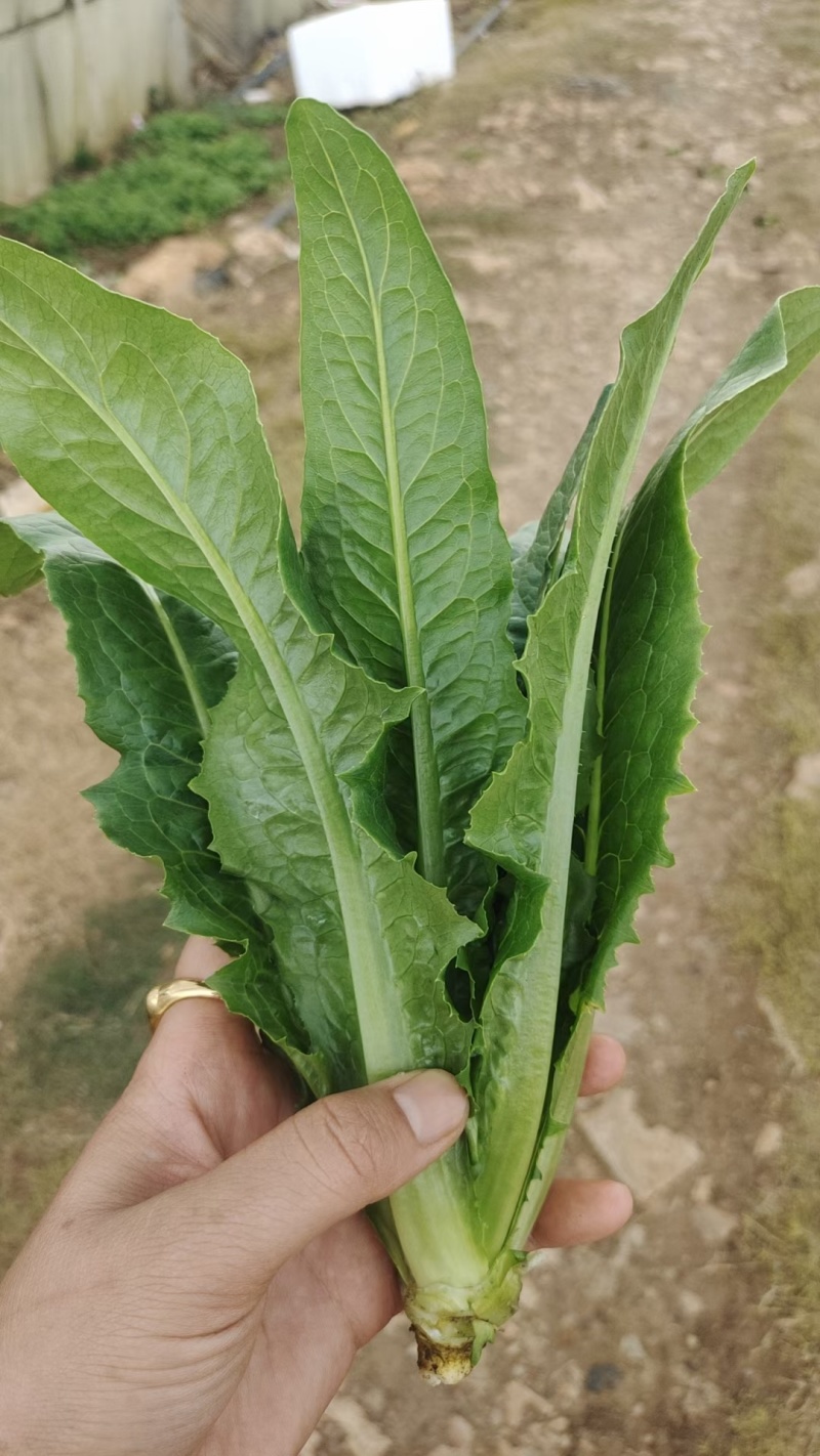 苗菜小油麦菜品质好香甜可口