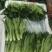 苗菜小油麦菜品质好香甜可口