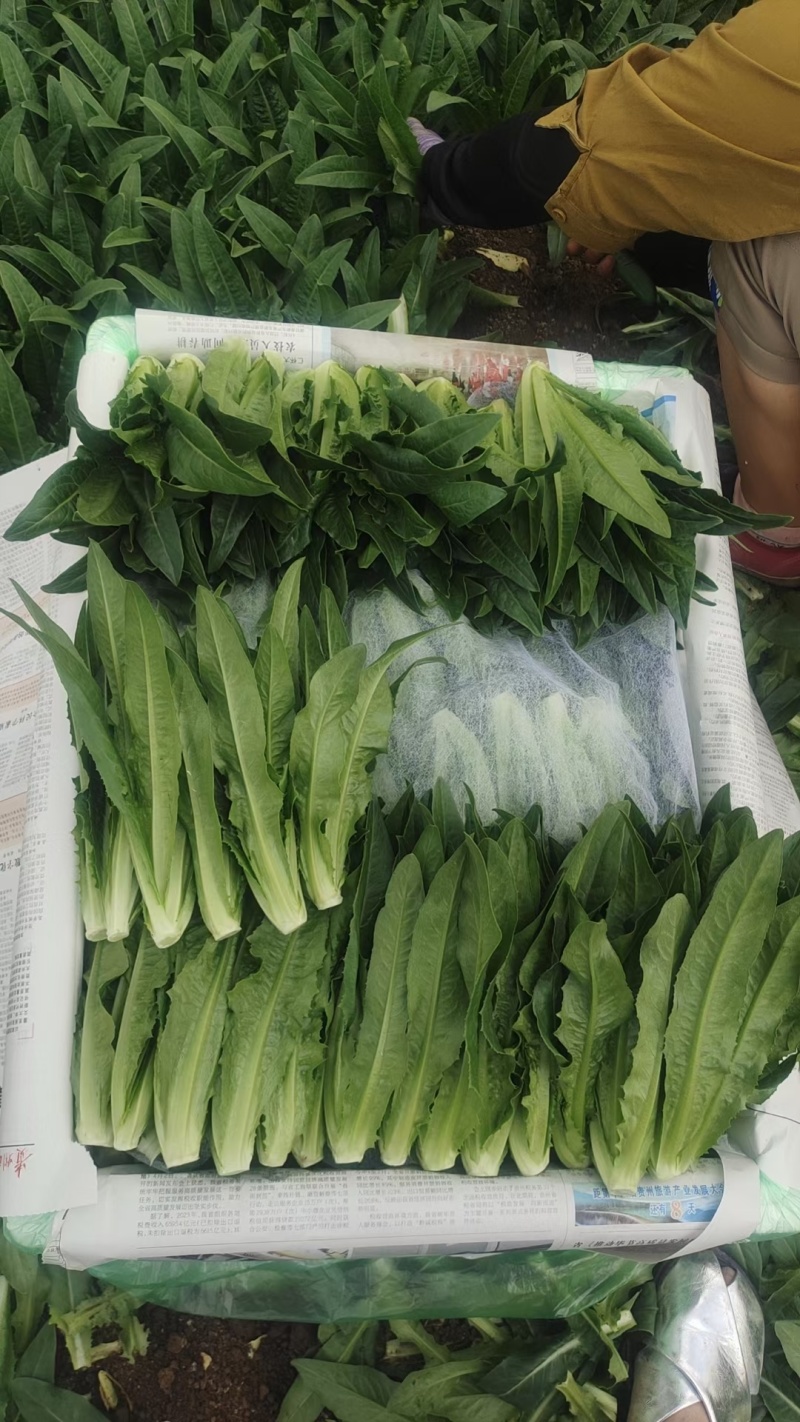 苗菜小油麦菜品质好香甜可口