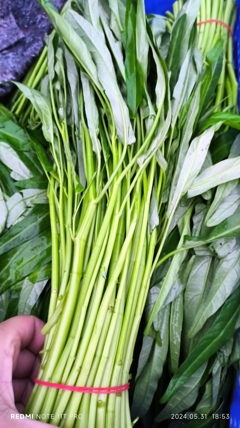 空心菜