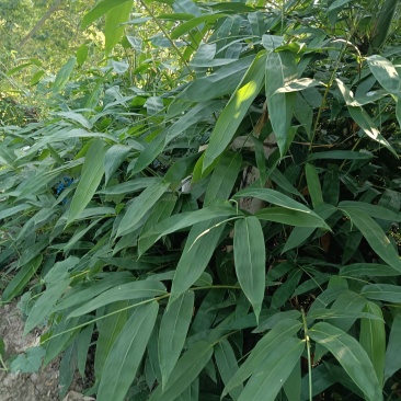 粽叶现货，货源充足靠谱需要随时联系