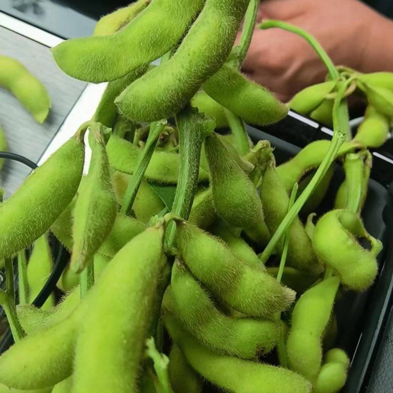 毛豆
