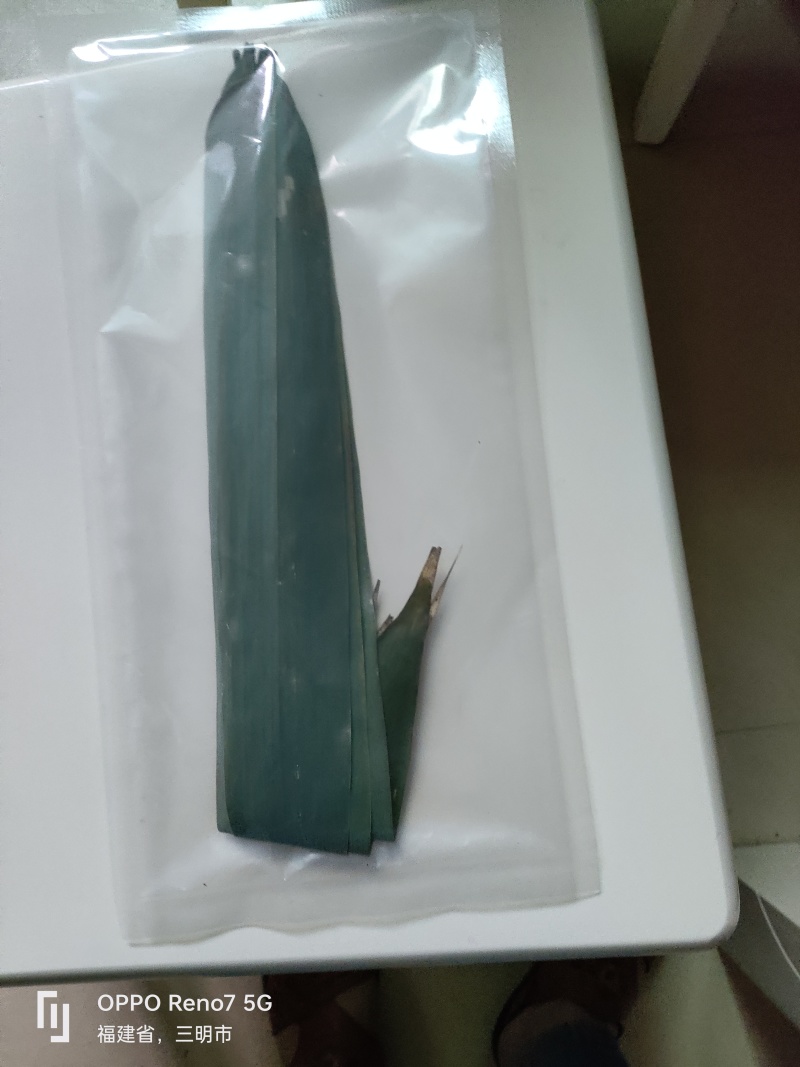 来自闽西山上野生棕叶
