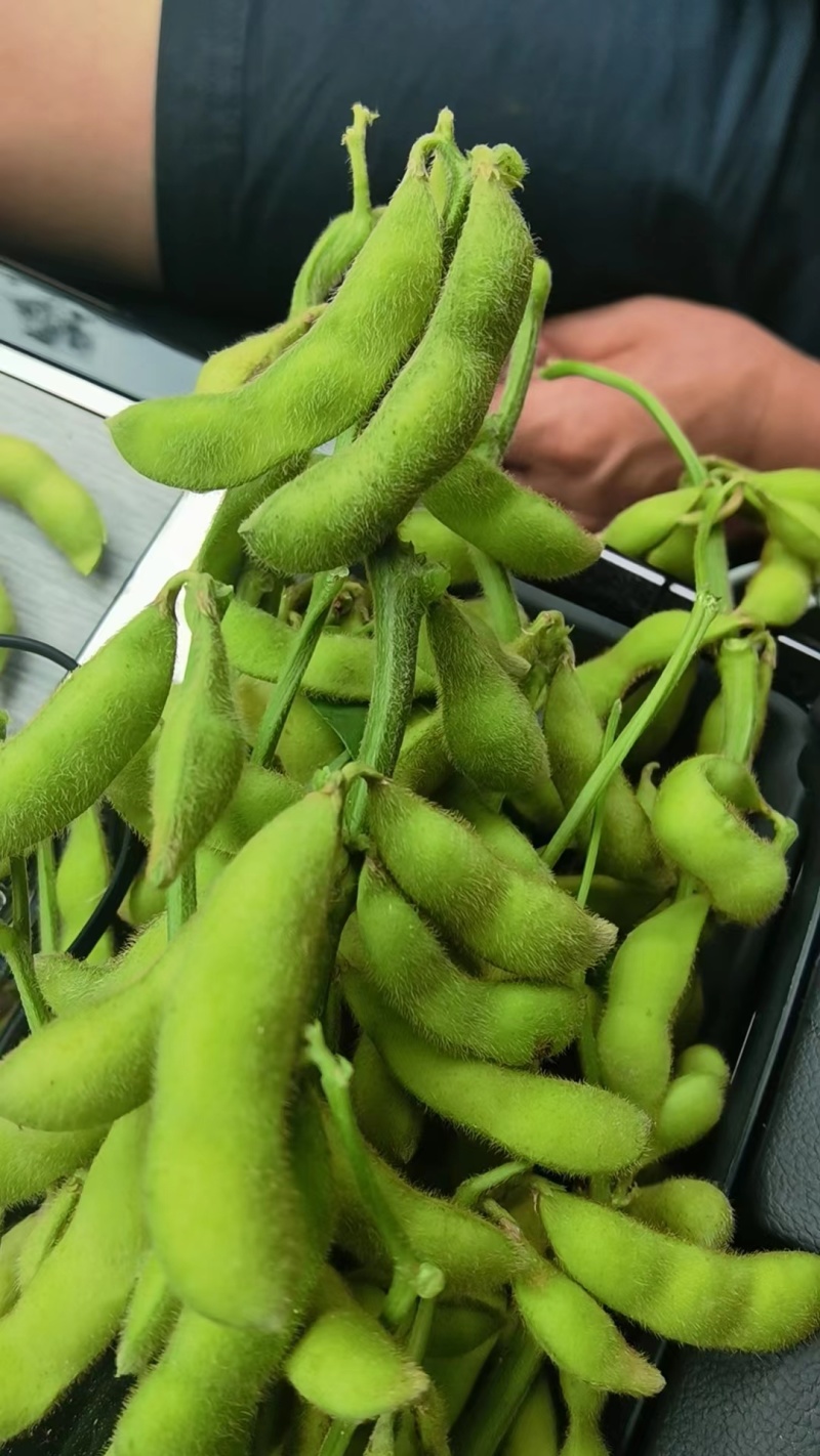 毛豆