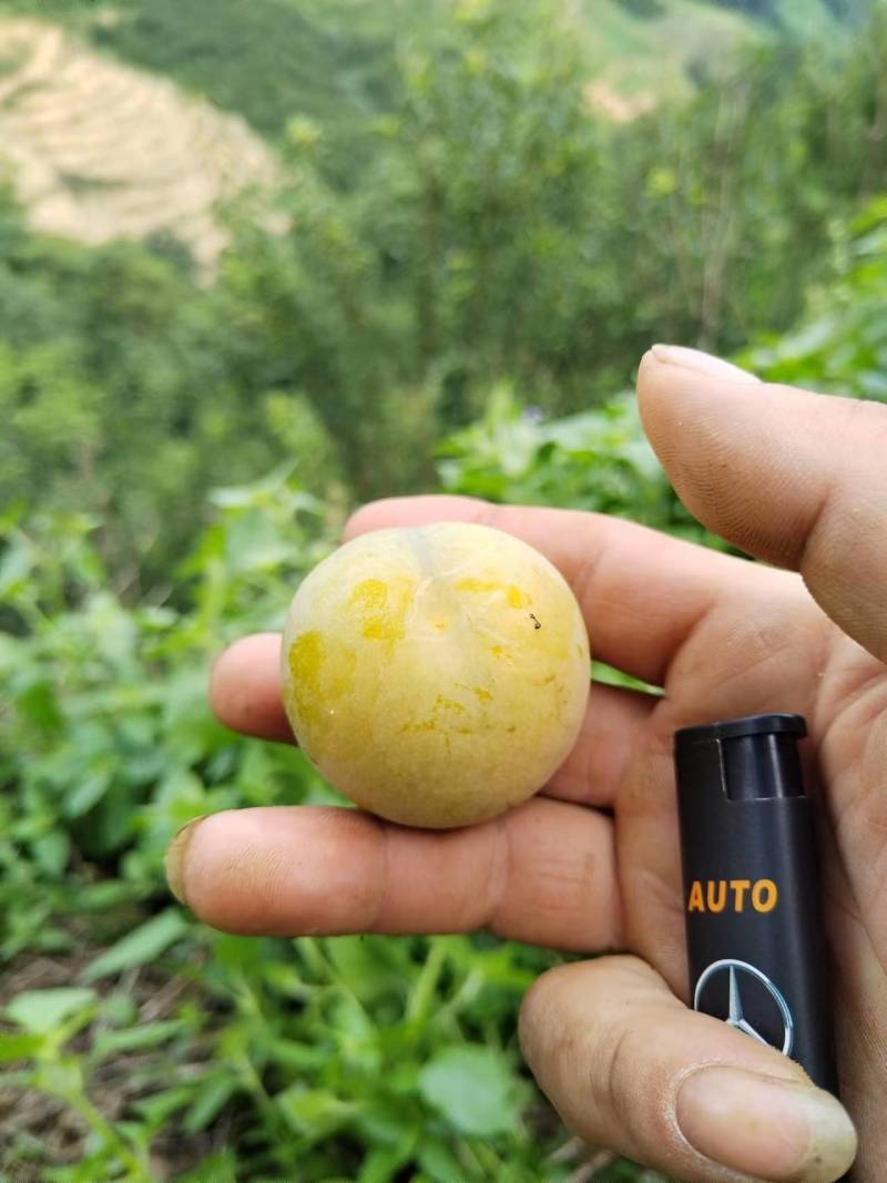 优选镇宁县原产地蜂糖李，大量供应，产地直发