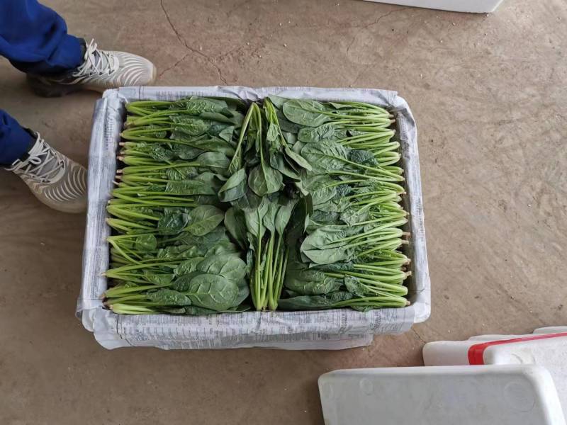 内蒙菠菜产地直发质优价廉欢迎新老朋友采购