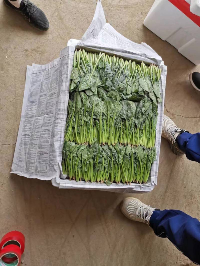内蒙菠菜产地直发质优价廉欢迎新老朋友采购